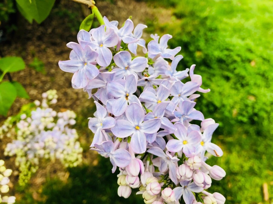 IMG_5478.jpg?type=w966