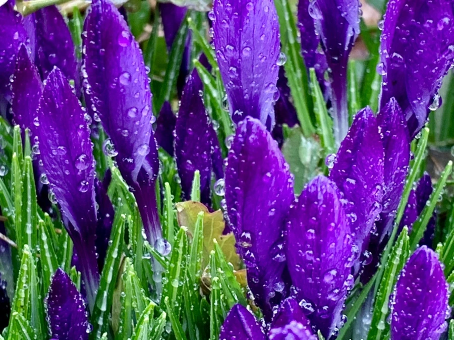 IMG_2018.jpg?type=w966