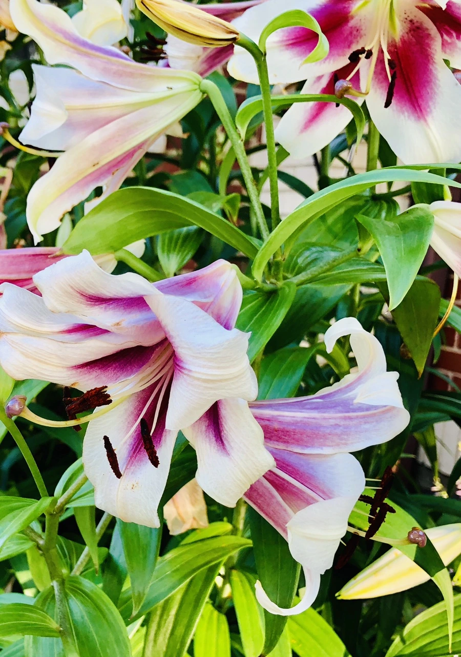 IMG_1889.jpg?type=w966