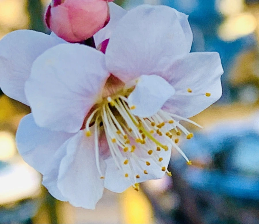 IMG_0830.jpg?type=w966