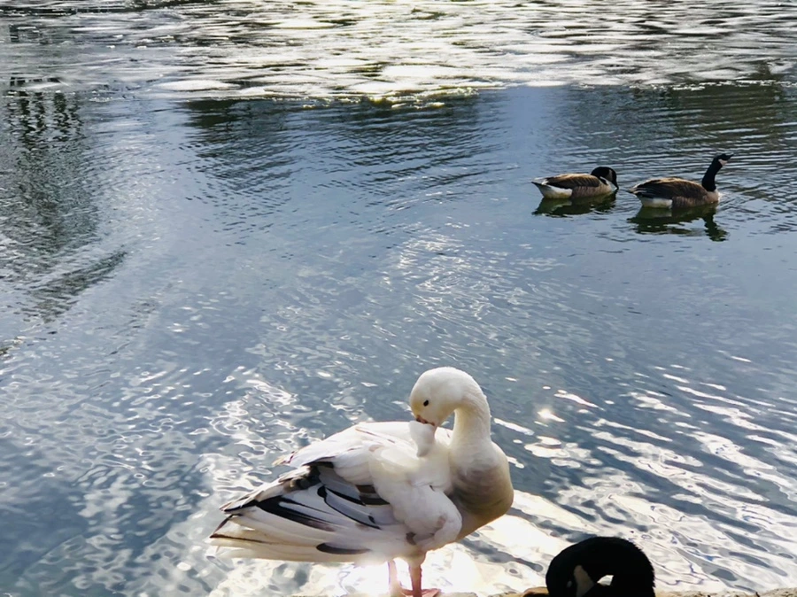 IMG_5115.jpg?type=w966