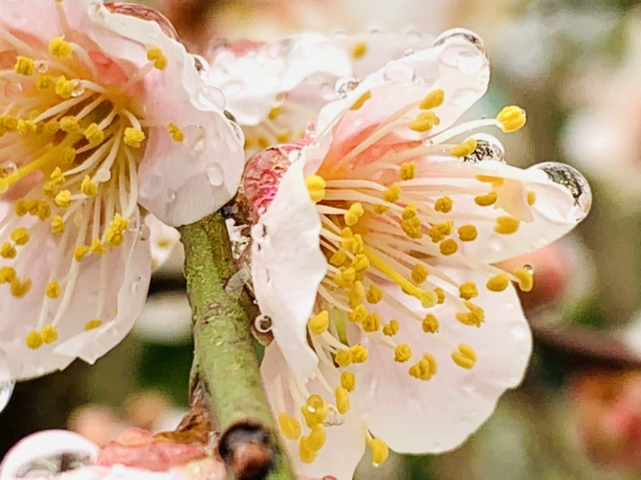 IMG_2004.jpg?type=w966