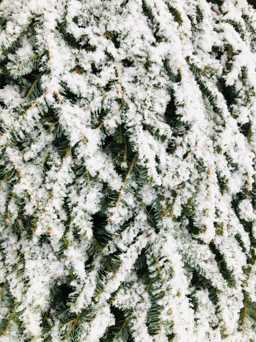 IMG_4464.jpg?type=w966