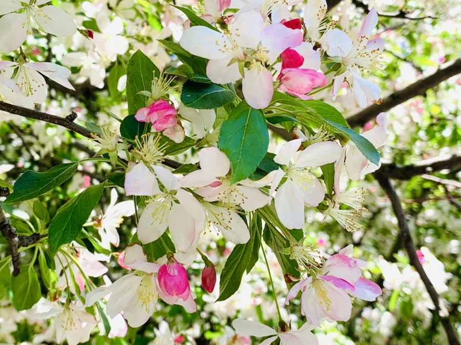 IMG_5750.jpg?type=w966