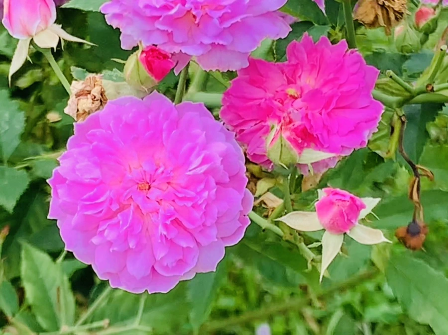 IMG_5037.jpg?type=w966