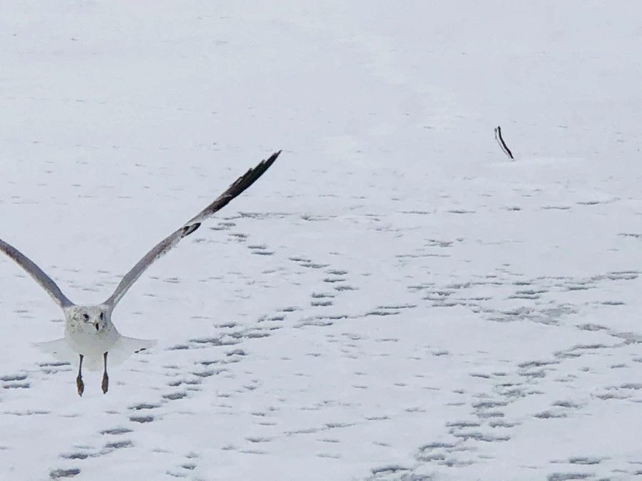 IMG_3835.jpg?type=w966