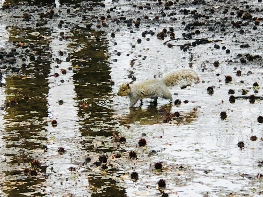 IMG_5726.jpg?type=w966