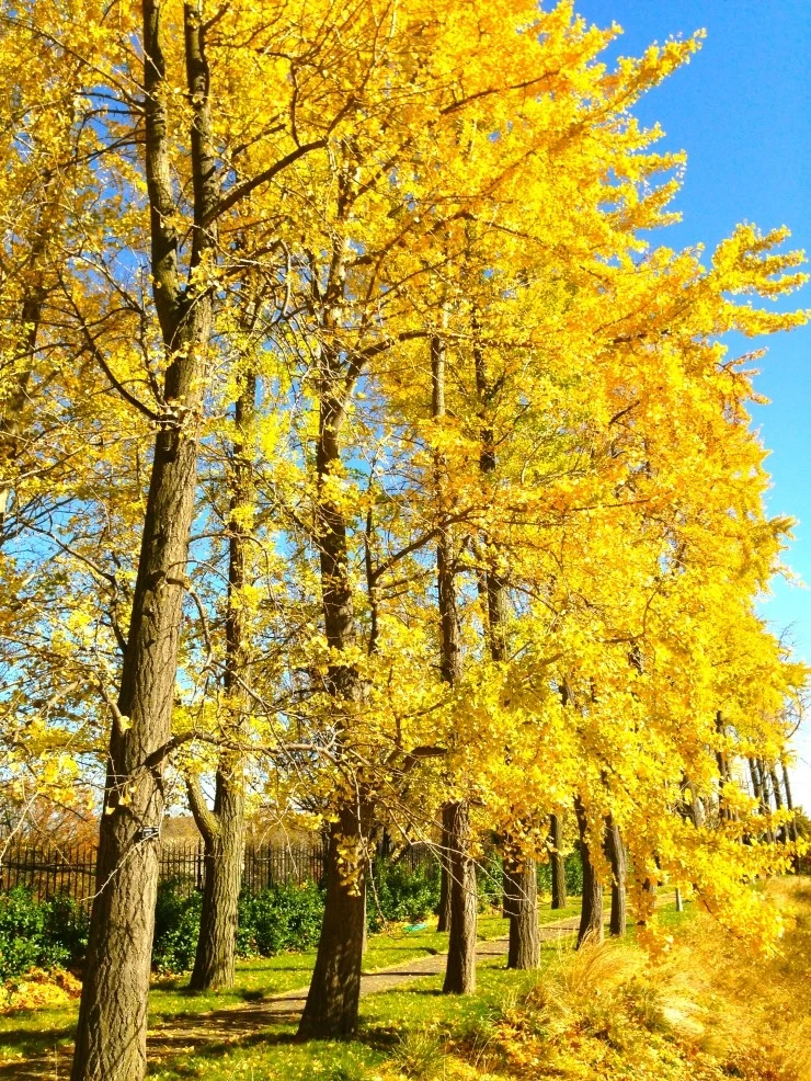 IMG_7517.jpg?type=w1