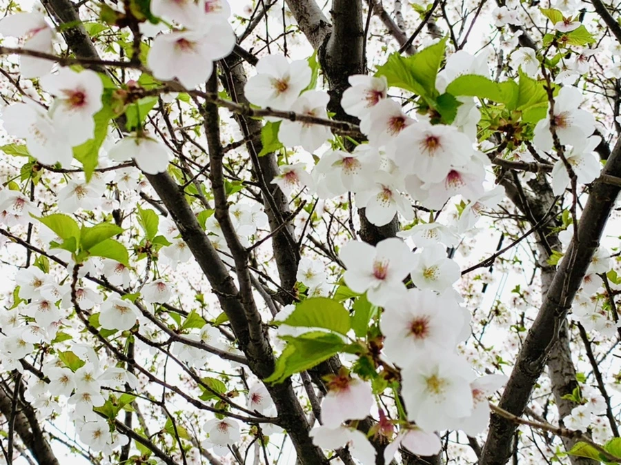 IMG_1319.jpg?type=w966