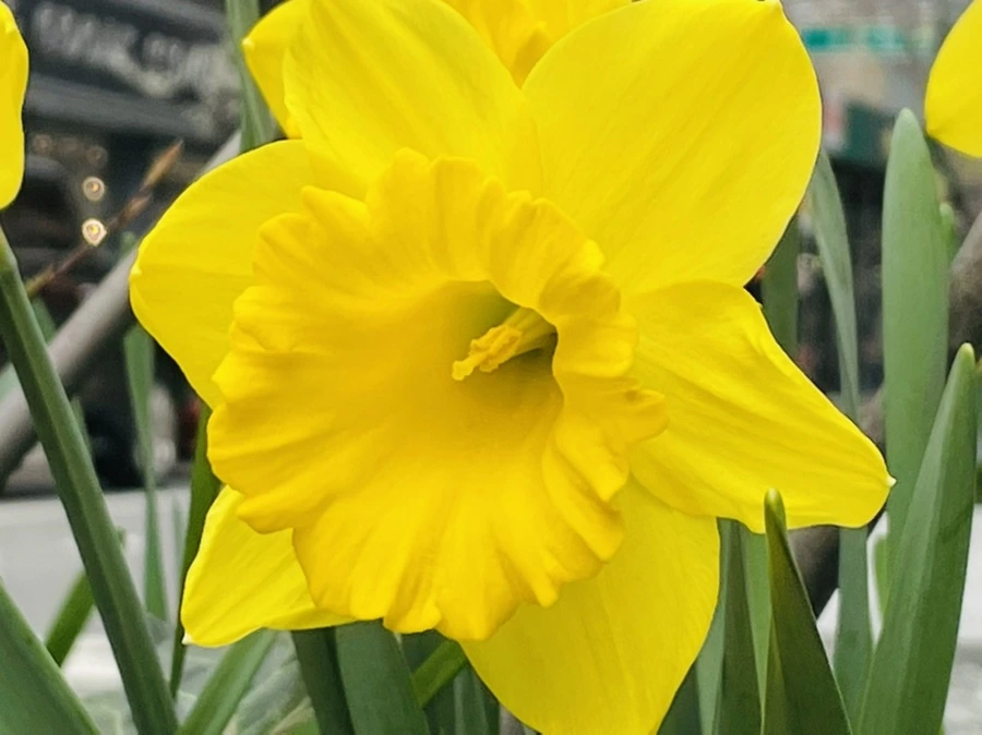 IMG_9651.jpg?type=w966