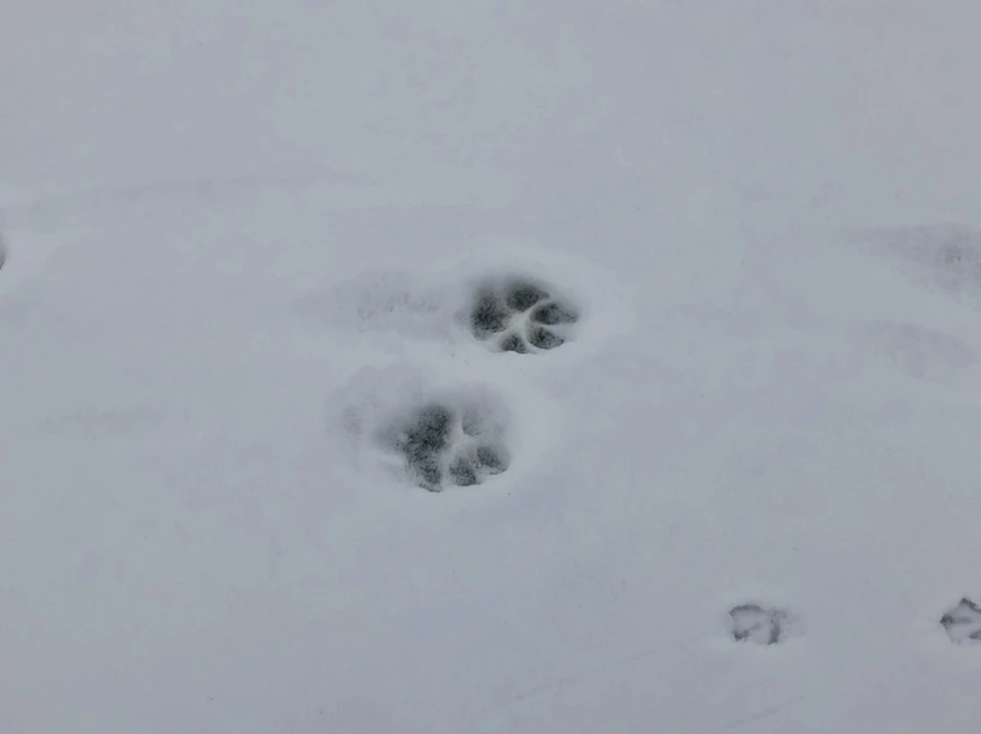 IMG_2583.jpg?type=w966