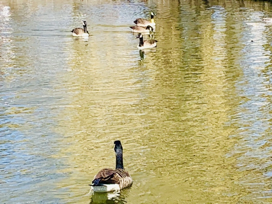 IMG_3080.jpg?type=w966