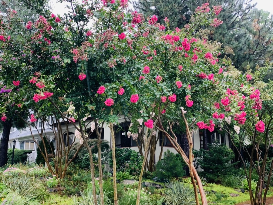 IMG_3782.jpg?type=w966