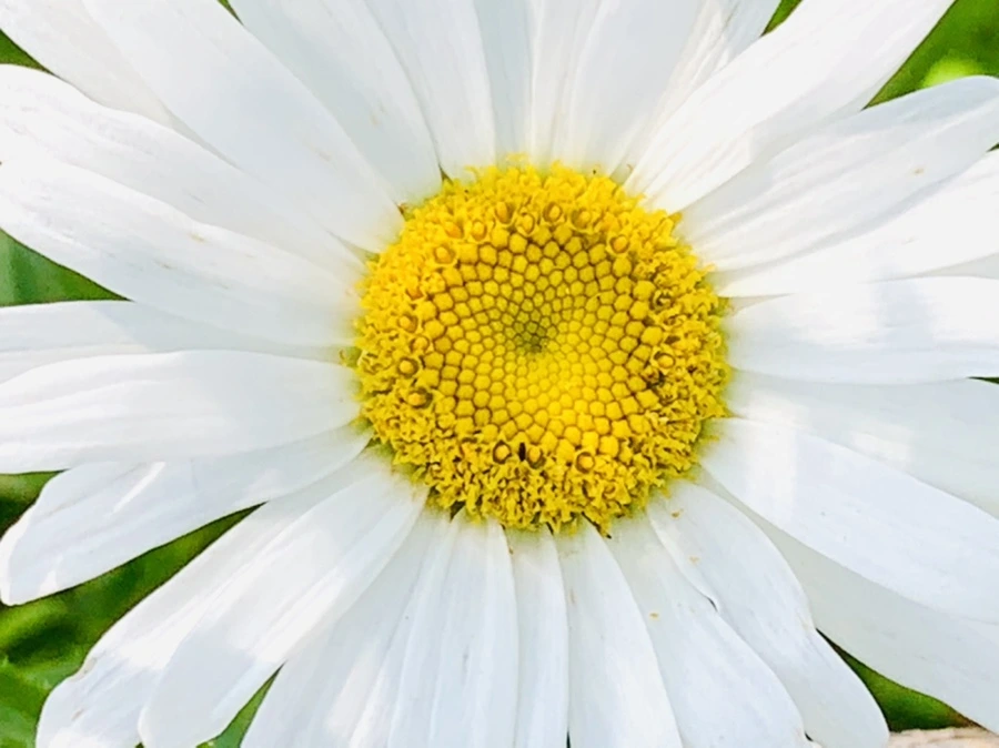 IMG_0612.jpg?type=w966