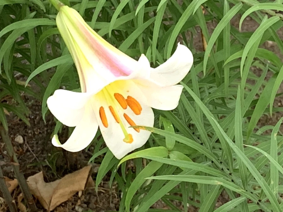 IMG_5912.jpg?type=w966