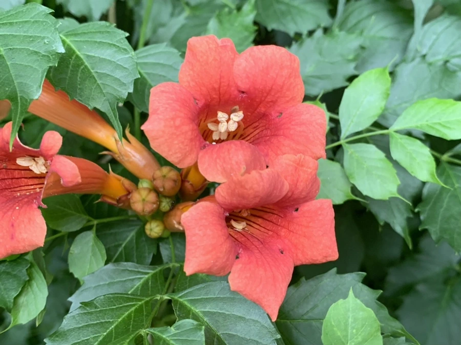 IMG_5849.jpg?type=w966