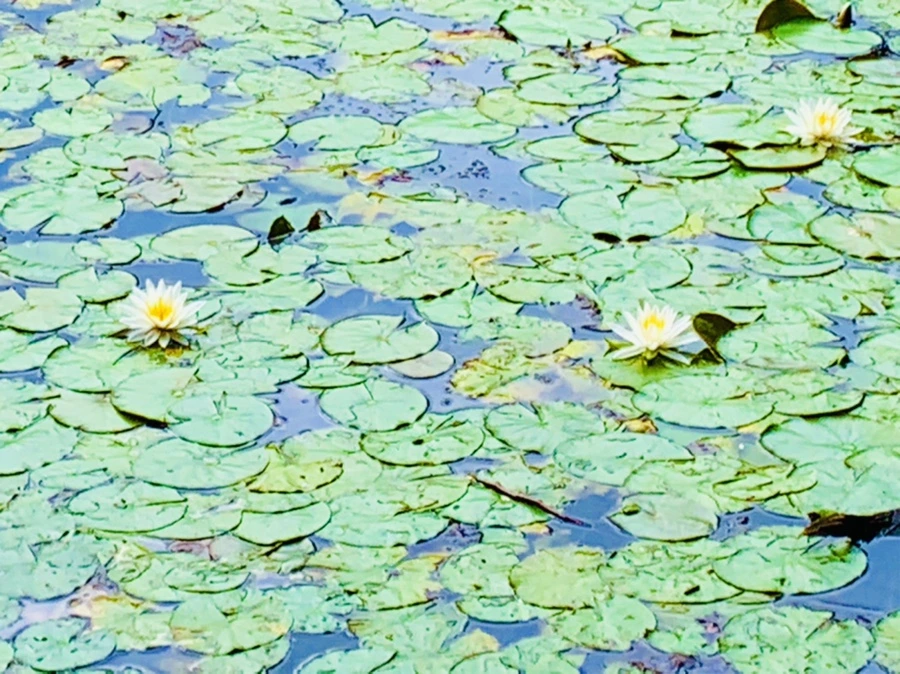 IMG_5235.jpg?type=w966