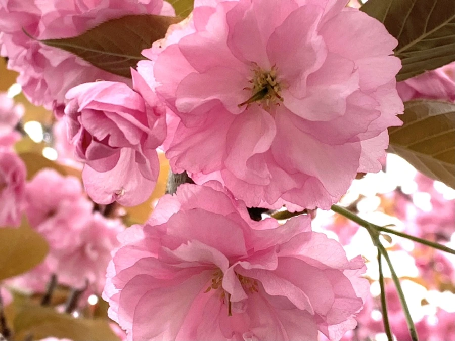 IMG_5472.jpg?type=w966