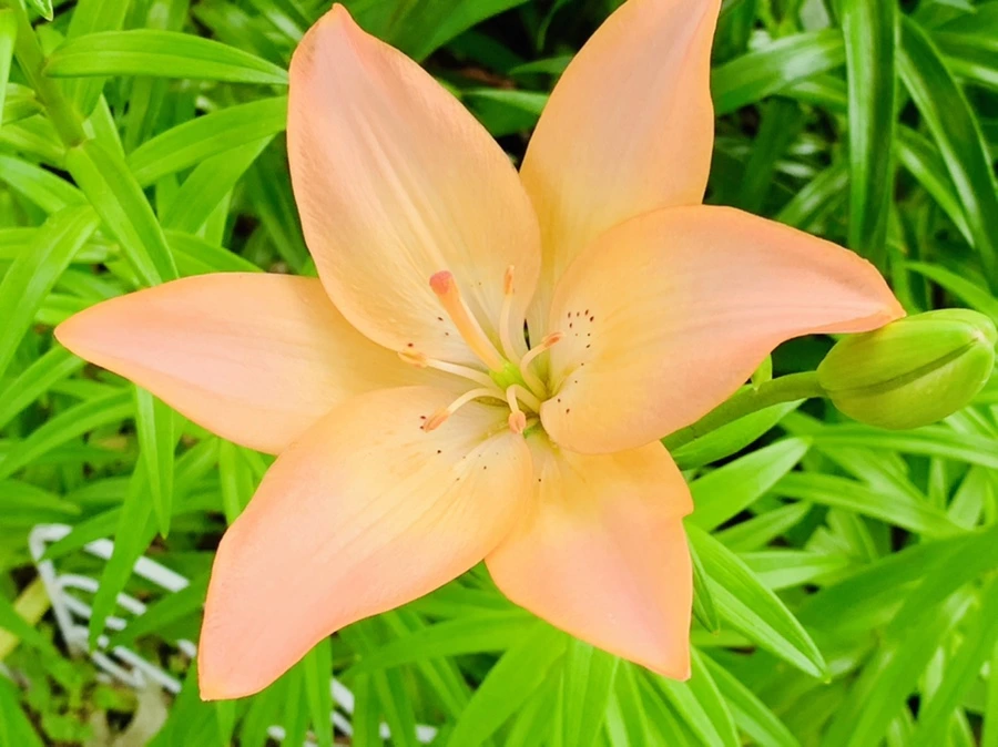 IMG_7280.jpg?type=w966