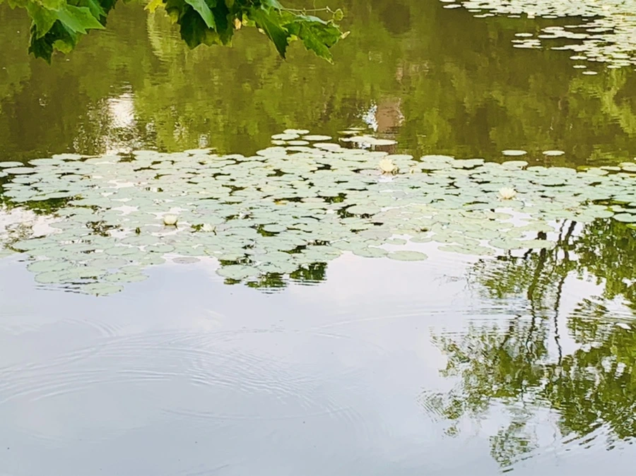 IMG_1511.jpg?type=w966