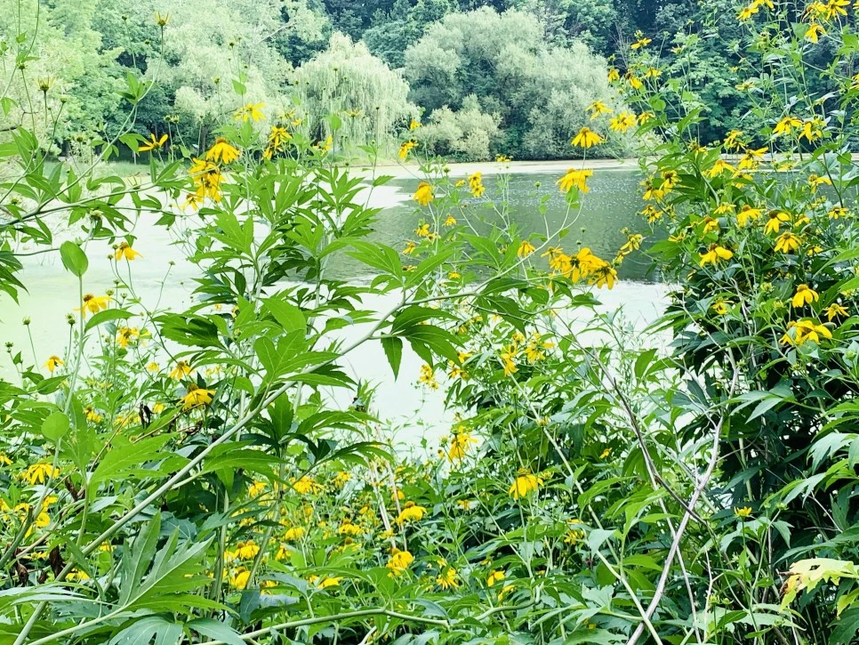 IMG_1301.jpg?type=w966