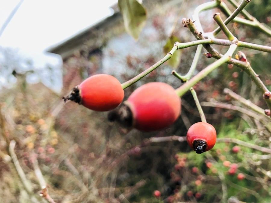 IMG_8769.jpg?type=w966