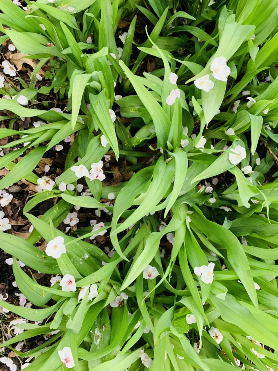 IMG_1325.jpg?type=w966