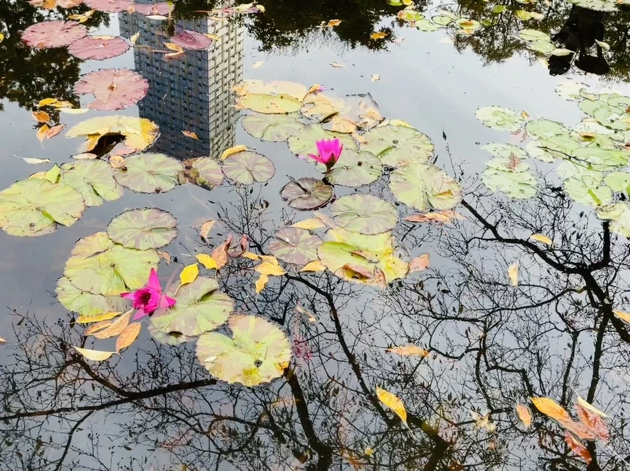 IMG_1257.jpg?type=w966