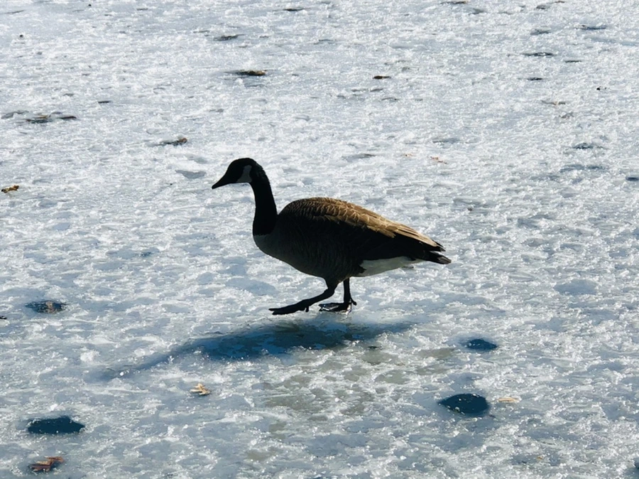 IMG_5109.jpg?type=w966