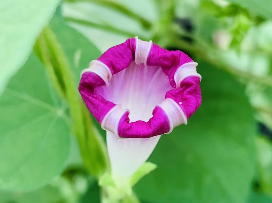 IMG_5996.jpg?type=w966