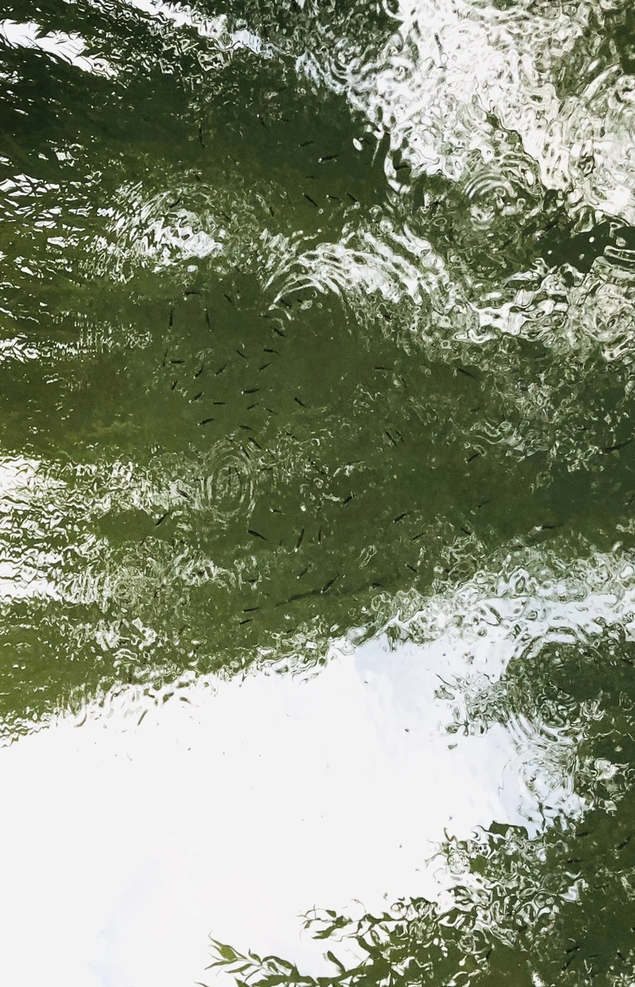 IMG_3080.jpg?type=w966