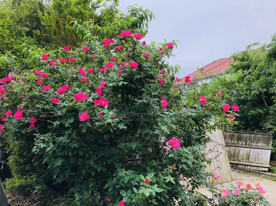 IMG_5284.jpg?type=w966