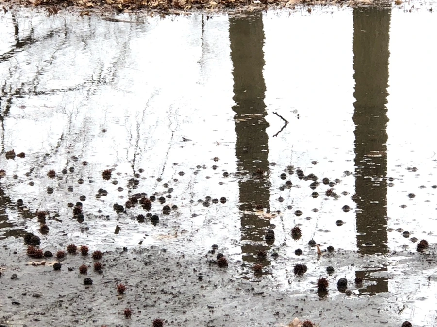 IMG_9508.jpg?type=w966