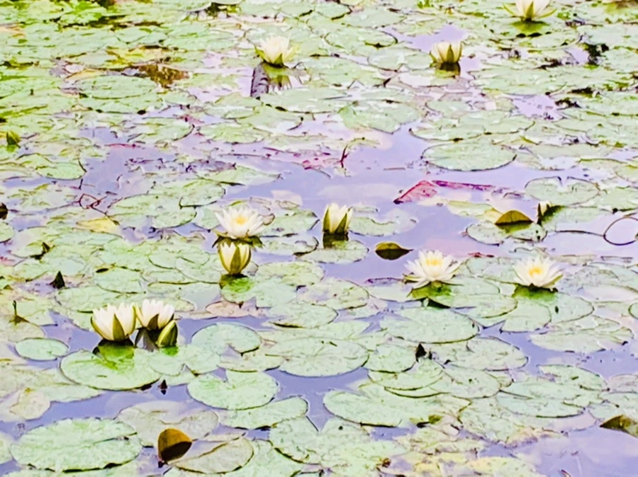 IMG_7807.jpg?type=w966