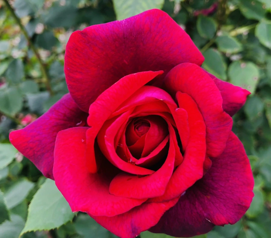 IMG_5877.jpg?type=w966