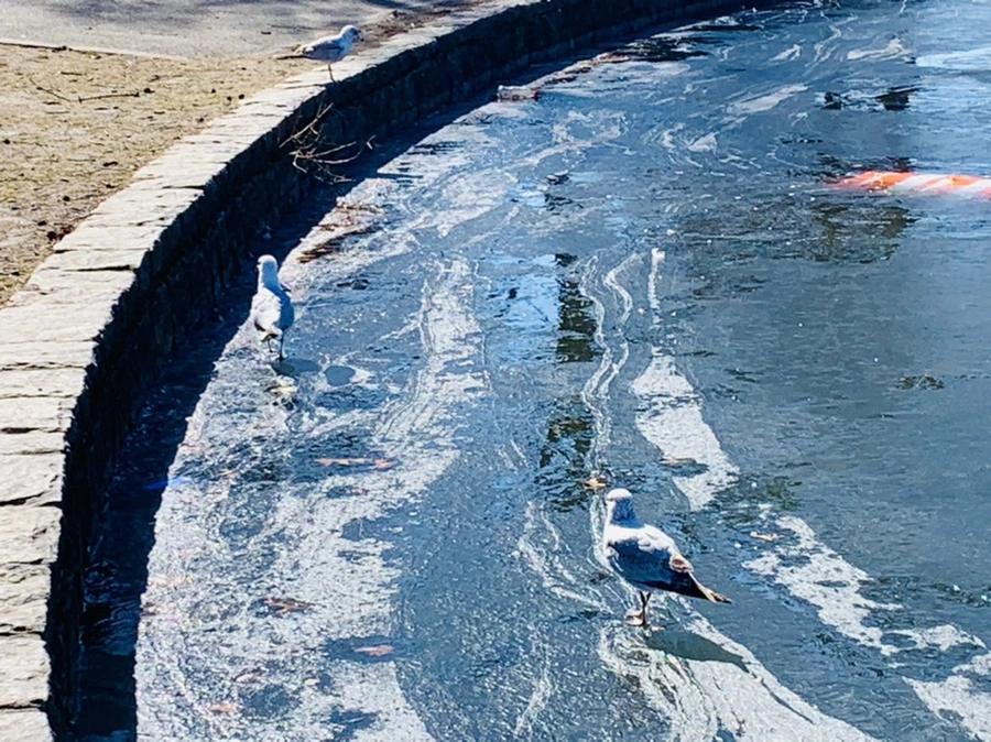 IMG_9042.jpg?type=w966