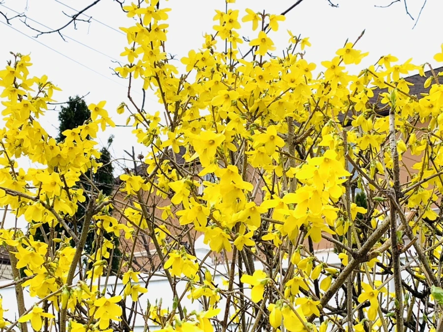 IMG_6063.jpg?type=w966