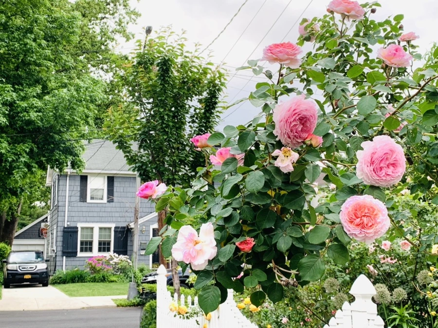 IMG_5929.jpg?type=w966