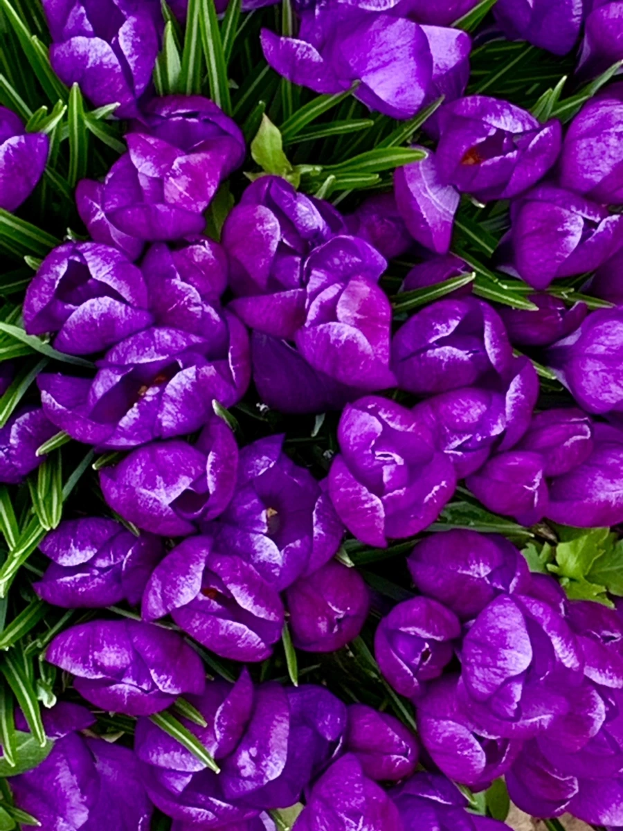 IMG_3698.jpg?type=w966