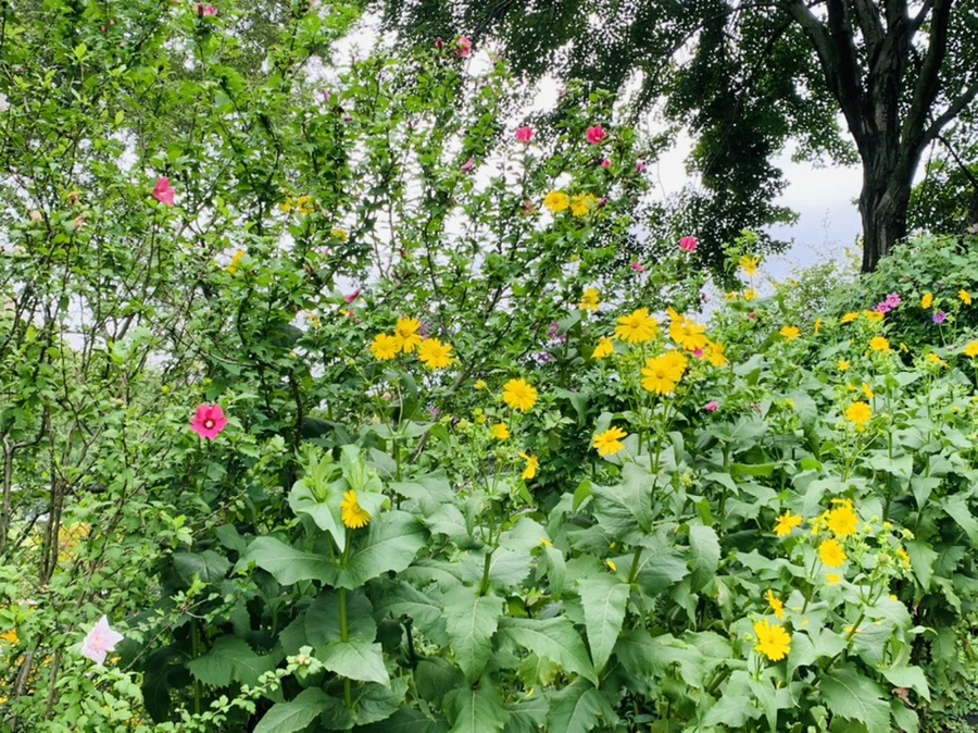 IMG_1089.jpg?type=w966