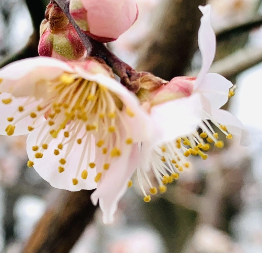 IMG_1701.jpg?type=w966