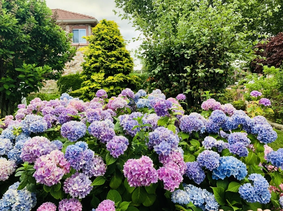 IMG_0870.jpg?type=w966