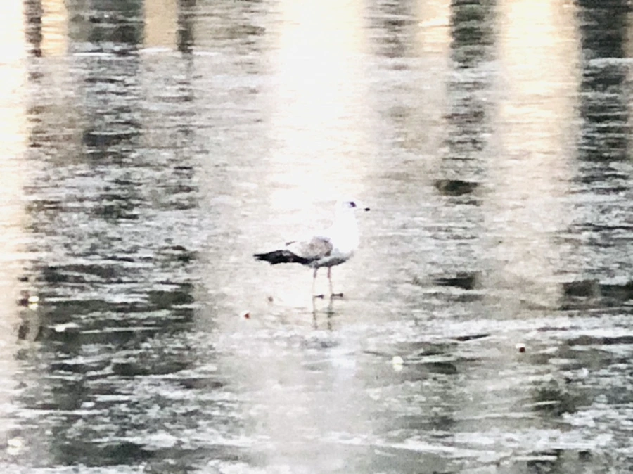 IMG_1955.jpg?type=w966