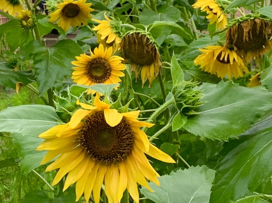 IMG_2799.jpg?type=w966