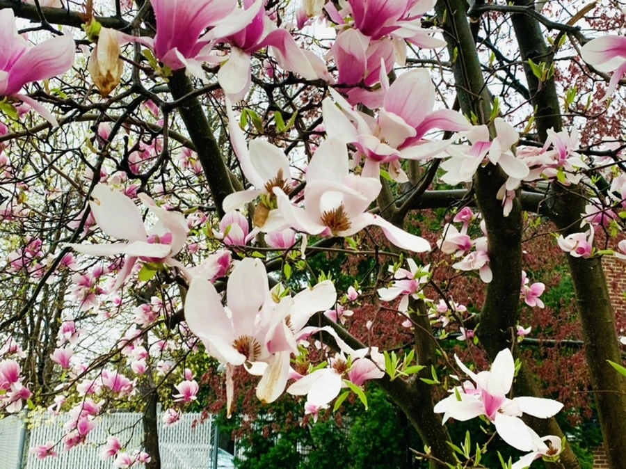 IMG_2361.jpg?type=w966