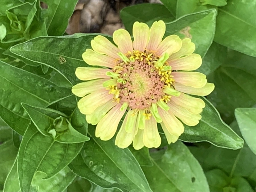 IMG_9559.jpg?type=w966