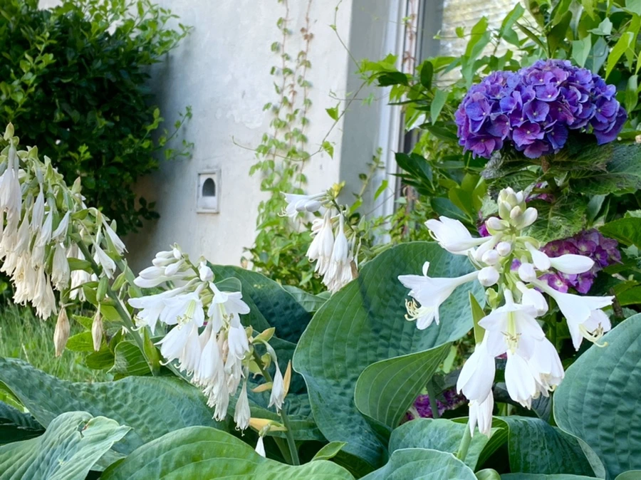 IMG_5311.jpg?type=w966