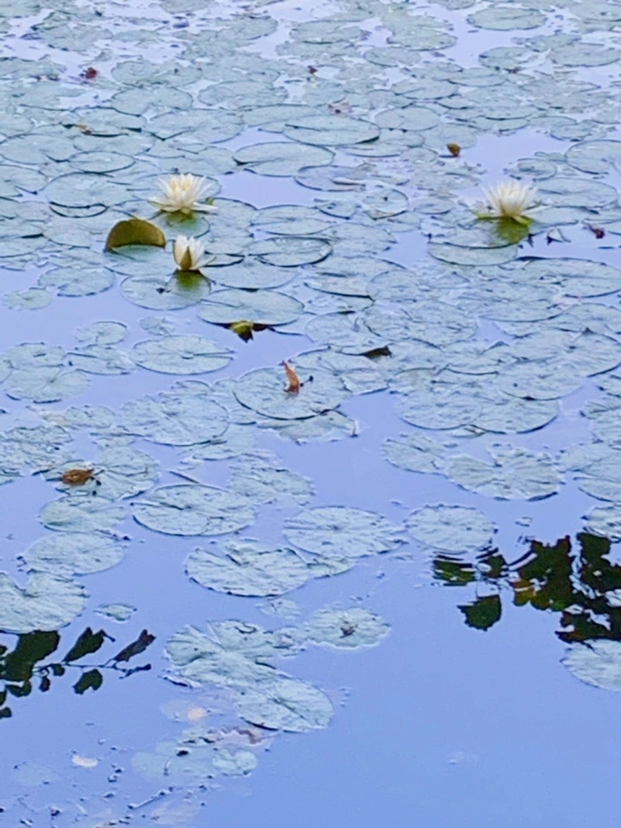 IMG_0743.jpg?type=w966