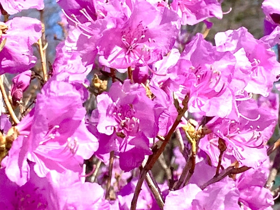 IMG_5525.jpg?type=w966