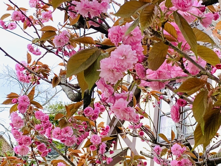 IMG_4368.jpg?type=w966